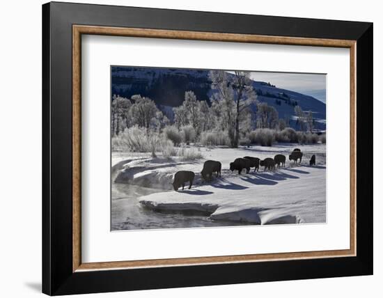 Bison (Bison Bison) Cows in the Snow with Frost-Covered Trees in the Winter-James Hager-Framed Photographic Print