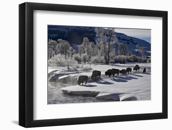 Bison (Bison Bison) Cows in the Snow with Frost-Covered Trees in the Winter-James Hager-Framed Photographic Print