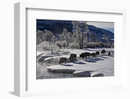 Bison (Bison Bison) Cows in the Snow with Frost-Covered Trees in the Winter-James Hager-Framed Photographic Print