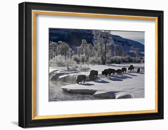 Bison (Bison Bison) Cows in the Snow with Frost-Covered Trees in the Winter-James Hager-Framed Photographic Print