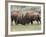 Bison (Bison Bison) Cows Sparring, Yellowstone National Park, Wyoming, USA, North America-James Hager-Framed Photographic Print