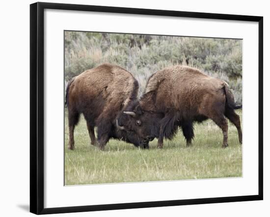 Bison (Bison Bison) Cows Sparring, Yellowstone National Park, Wyoming, USA, North America-James Hager-Framed Photographic Print
