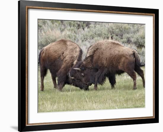 Bison (Bison Bison) Cows Sparring, Yellowstone National Park, Wyoming, USA, North America-James Hager-Framed Photographic Print