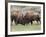 Bison (Bison Bison) Cows Sparring, Yellowstone National Park, Wyoming, USA, North America-James Hager-Framed Photographic Print