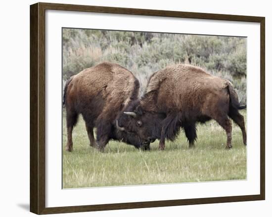 Bison (Bison Bison) Cows Sparring, Yellowstone National Park, Wyoming, USA, North America-James Hager-Framed Photographic Print