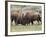 Bison (Bison Bison) Cows Sparring, Yellowstone National Park, Wyoming, USA, North America-James Hager-Framed Photographic Print