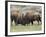 Bison (Bison Bison) Cows Sparring, Yellowstone National Park, Wyoming, USA, North America-James Hager-Framed Photographic Print