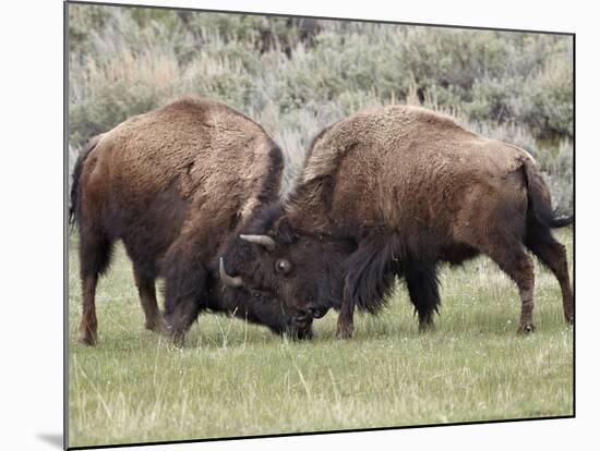 Bison (Bison Bison) Cows Sparring, Yellowstone National Park, Wyoming, USA, North America-James Hager-Mounted Photographic Print