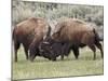 Bison (Bison Bison) Cows Sparring, Yellowstone National Park, Wyoming, USA, North America-James Hager-Mounted Photographic Print