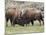 Bison (Bison Bison) Cows Sparring, Yellowstone National Park, Wyoming, USA, North America-James Hager-Mounted Photographic Print