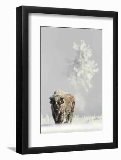 Bison (Bison bison) on frost covered ground, Yellowstone National Park, USA, February-Danny Green-Framed Photographic Print