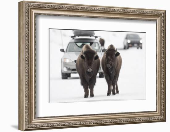 Bison (Bison Bison) Pair Standing on Road in Winter, Yellowstone National Park, Wyoming, USA, March-Peter Cairns-Framed Photographic Print