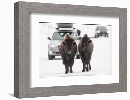 Bison (Bison Bison) Pair Standing on Road in Winter, Yellowstone National Park, Wyoming, USA, March-Peter Cairns-Framed Photographic Print