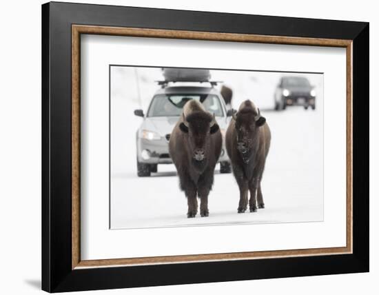 Bison (Bison Bison) Pair Standing on Road in Winter, Yellowstone National Park, Wyoming, USA, March-Peter Cairns-Framed Photographic Print