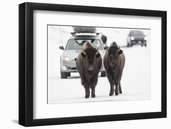 Bison (Bison Bison) Pair Standing on Road in Winter, Yellowstone National Park, Wyoming, USA, March-Peter Cairns-Framed Photographic Print