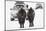 Bison (Bison Bison) Pair Standing on Road in Winter, Yellowstone National Park, Wyoming, USA, March-Peter Cairns-Mounted Photographic Print