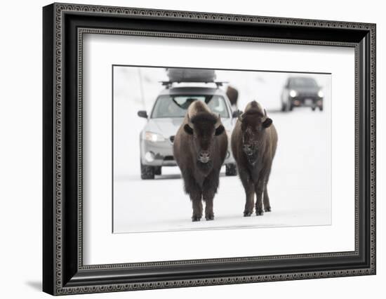 Bison (Bison Bison) Pair Standing on Road in Winter, Yellowstone National Park, Wyoming, USA, March-Peter Cairns-Framed Photographic Print