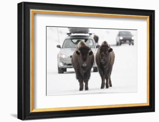 Bison (Bison Bison) Pair Standing on Road in Winter, Yellowstone National Park, Wyoming, USA, March-Peter Cairns-Framed Photographic Print