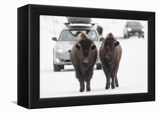 Bison (Bison Bison) Pair Standing on Road in Winter, Yellowstone National Park, Wyoming, USA, March-Peter Cairns-Framed Premier Image Canvas