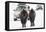 Bison (Bison Bison) Pair Standing on Road in Winter, Yellowstone National Park, Wyoming, USA, March-Peter Cairns-Framed Premier Image Canvas