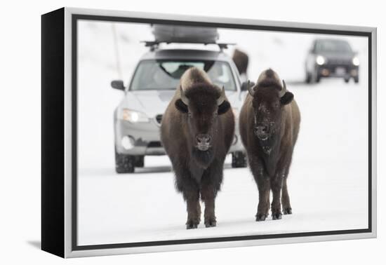 Bison (Bison Bison) Pair Standing on Road in Winter, Yellowstone National Park, Wyoming, USA, March-Peter Cairns-Framed Premier Image Canvas