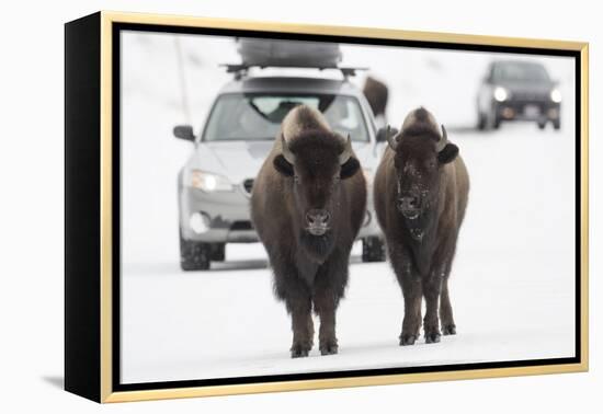 Bison (Bison Bison) Pair Standing on Road in Winter, Yellowstone National Park, Wyoming, USA, March-Peter Cairns-Framed Premier Image Canvas