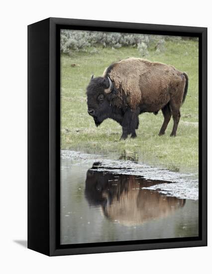 Bison (Bison Bison) Reflected in a Pond, Yellowstone National Park, UNESCO World Heritage Site, Wyo-James Hager-Framed Premier Image Canvas