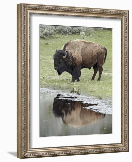 Bison (Bison Bison) Reflected in a Pond, Yellowstone National Park, UNESCO World Heritage Site, Wyo-James Hager-Framed Photographic Print