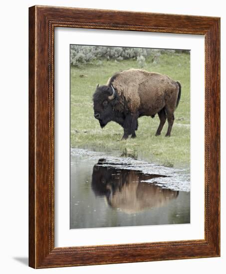 Bison (Bison Bison) Reflected in a Pond, Yellowstone National Park, UNESCO World Heritage Site, Wyo-James Hager-Framed Photographic Print