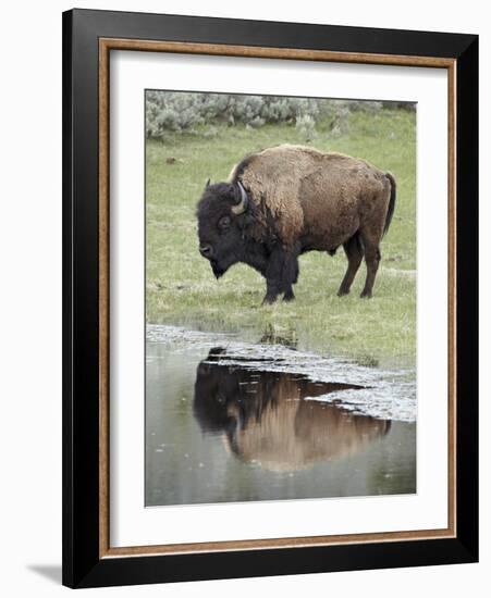 Bison (Bison Bison) Reflected in a Pond, Yellowstone National Park, UNESCO World Heritage Site, Wyo-James Hager-Framed Photographic Print