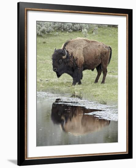 Bison (Bison Bison) Reflected in a Pond, Yellowstone National Park, UNESCO World Heritage Site, Wyo-James Hager-Framed Photographic Print