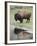 Bison (Bison Bison) Reflected in a Pond, Yellowstone National Park, UNESCO World Heritage Site, Wyo-James Hager-Framed Photographic Print