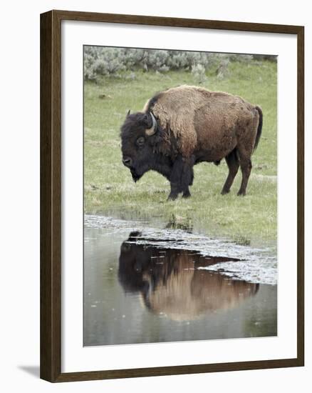 Bison (Bison Bison) Reflected in a Pond, Yellowstone National Park, UNESCO World Heritage Site, Wyo-James Hager-Framed Photographic Print