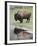 Bison (Bison Bison) Reflected in a Pond, Yellowstone National Park, UNESCO World Heritage Site, Wyo-James Hager-Framed Photographic Print