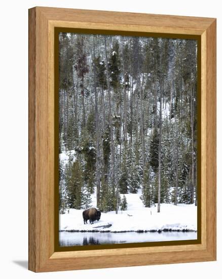 Bison (Bison Bison) Standing on Snowy Riverbank, Yellowstone National Park, UNESCO World Heritage S-Kimberly Walker-Framed Premier Image Canvas