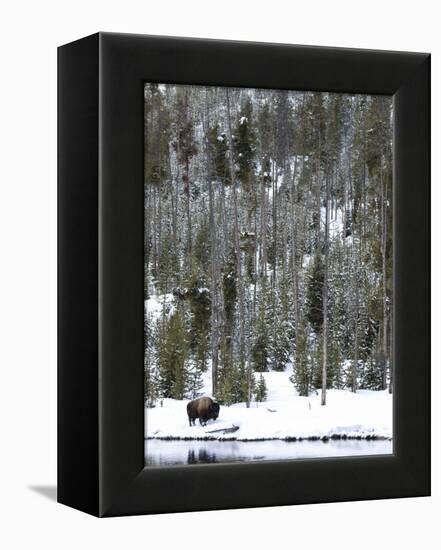 Bison (Bison Bison) Standing on Snowy Riverbank, Yellowstone National Park, UNESCO World Heritage S-Kimberly Walker-Framed Premier Image Canvas