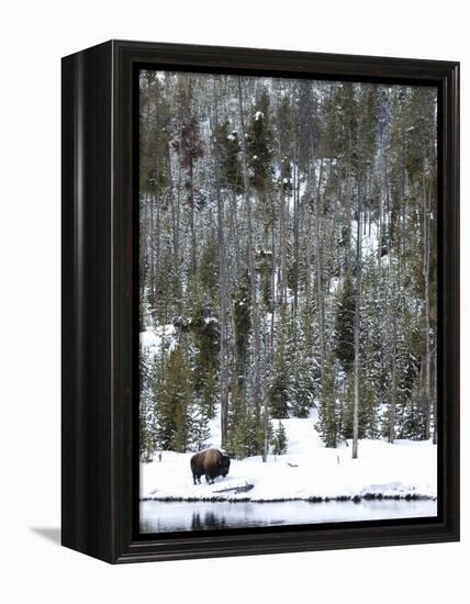 Bison (Bison Bison) Standing on Snowy Riverbank, Yellowstone National Park, UNESCO World Heritage S-Kimberly Walker-Framed Premier Image Canvas