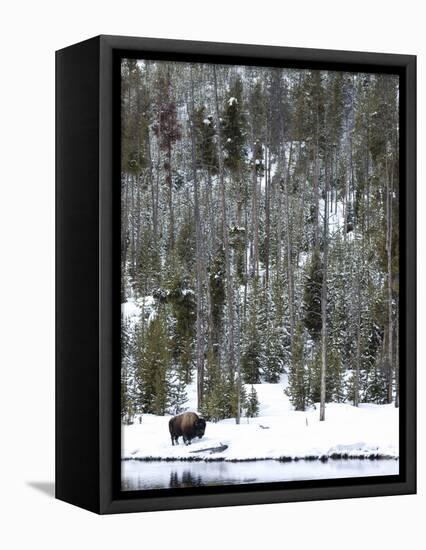 Bison (Bison Bison) Standing on Snowy Riverbank, Yellowstone National Park, UNESCO World Heritage S-Kimberly Walker-Framed Premier Image Canvas