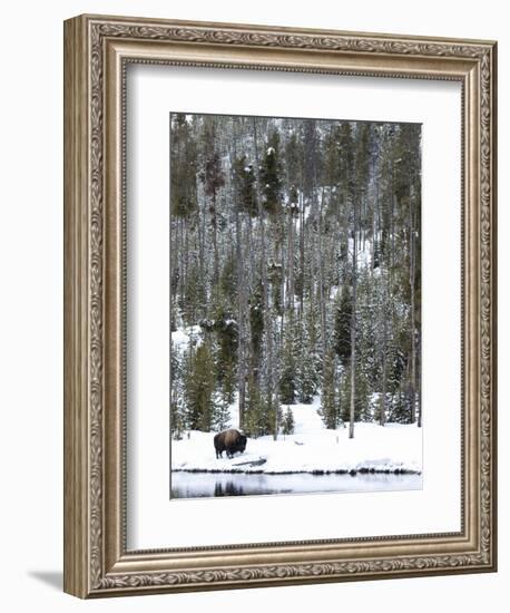 Bison (Bison Bison) Standing on Snowy Riverbank, Yellowstone National Park, UNESCO World Heritage S-Kimberly Walker-Framed Photographic Print