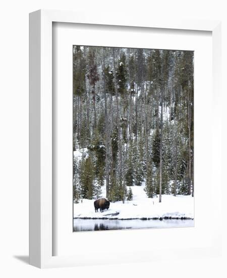 Bison (Bison Bison) Standing on Snowy Riverbank, Yellowstone National Park, UNESCO World Heritage S-Kimberly Walker-Framed Photographic Print