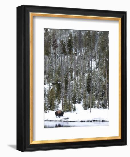 Bison (Bison Bison) Standing on Snowy Riverbank, Yellowstone National Park, UNESCO World Heritage S-Kimberly Walker-Framed Photographic Print