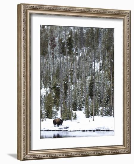 Bison (Bison Bison) Standing on Snowy Riverbank, Yellowstone National Park, UNESCO World Heritage S-Kimberly Walker-Framed Photographic Print
