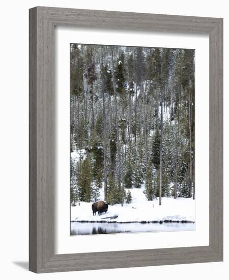 Bison (Bison Bison) Standing on Snowy Riverbank, Yellowstone National Park, UNESCO World Heritage S-Kimberly Walker-Framed Photographic Print