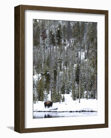 Bison (Bison Bison) Standing on Snowy Riverbank, Yellowstone National Park, UNESCO World Heritage S-Kimberly Walker-Framed Photographic Print