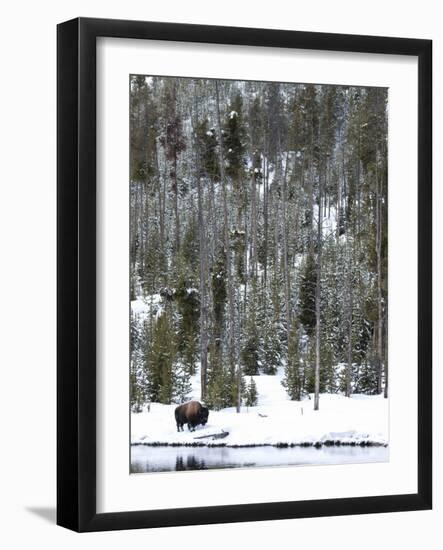 Bison (Bison Bison) Standing on Snowy Riverbank, Yellowstone National Park, UNESCO World Heritage S-Kimberly Walker-Framed Photographic Print