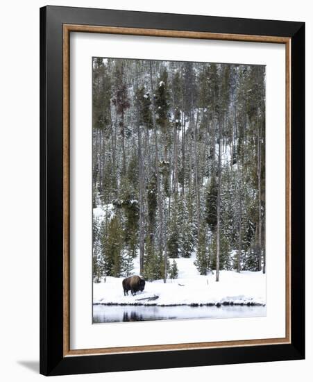 Bison (Bison Bison) Standing on Snowy Riverbank, Yellowstone National Park, UNESCO World Heritage S-Kimberly Walker-Framed Photographic Print