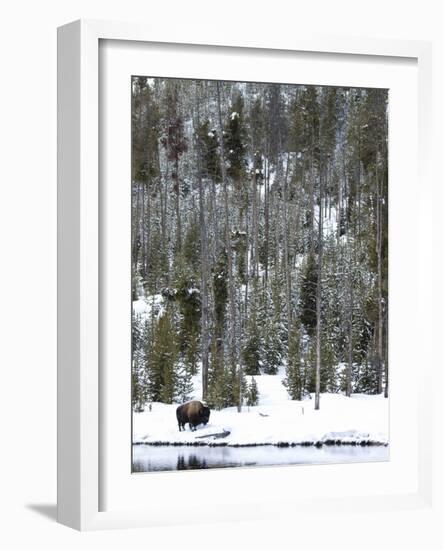 Bison (Bison Bison) Standing on Snowy Riverbank, Yellowstone National Park, UNESCO World Heritage S-Kimberly Walker-Framed Photographic Print