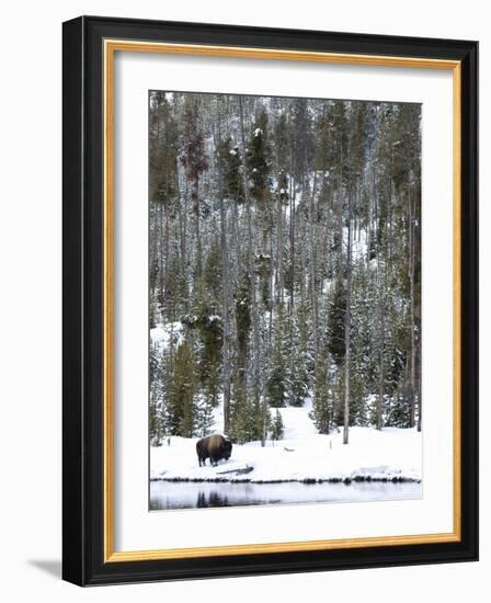 Bison (Bison Bison) Standing on Snowy Riverbank, Yellowstone National Park, UNESCO World Heritage S-Kimberly Walker-Framed Photographic Print