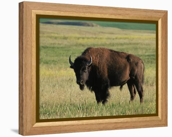 Bison (Bison Bison), Theodore Roosevelt National Park, North Dakota-James Hager-Framed Premier Image Canvas