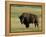 Bison (Bison Bison), Theodore Roosevelt National Park, North Dakota-James Hager-Framed Premier Image Canvas